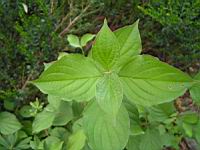 Bois gentil - Daphne Mezereum (fam Thymeleacees) (Europe, Siberie) (02) (Photo F. Mrugala)